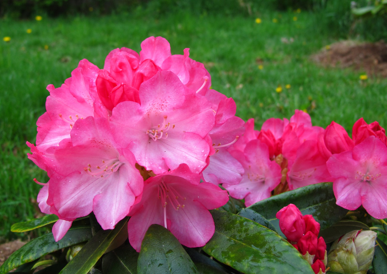 Fantastica - rhododendron
