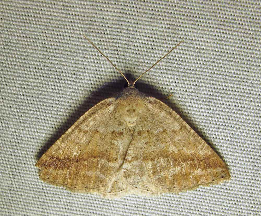 Homochlodes fritillaria (probable) - 6812 - Pale Homochlodes