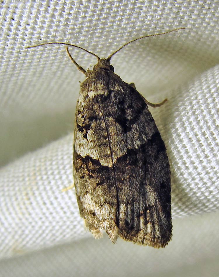 Apotomis infida - 2767