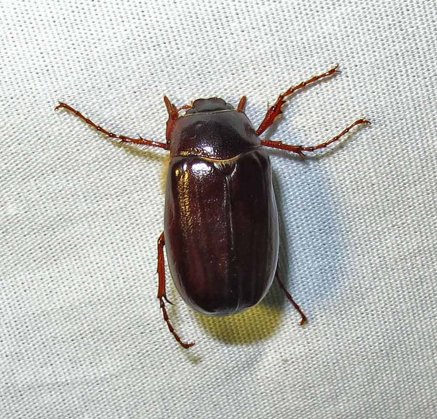 junebug-23-05-2010.jpg