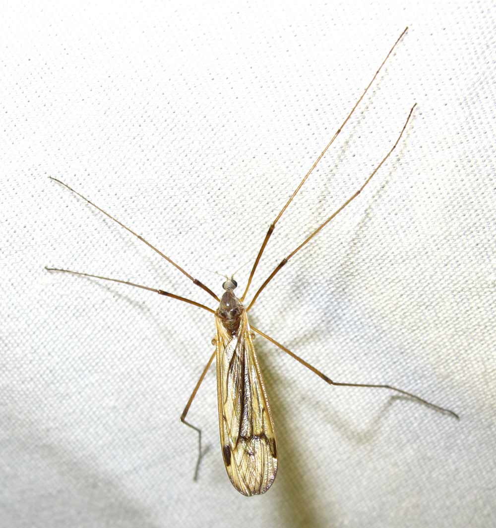 cranefly-24-05-2010-1.jpg