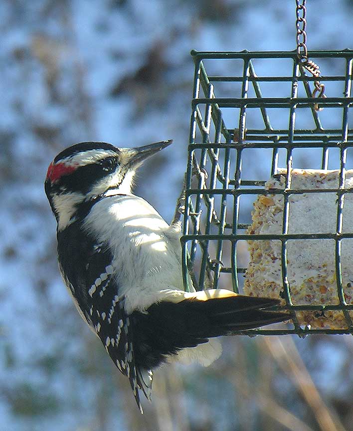 Hairy Woodpecker