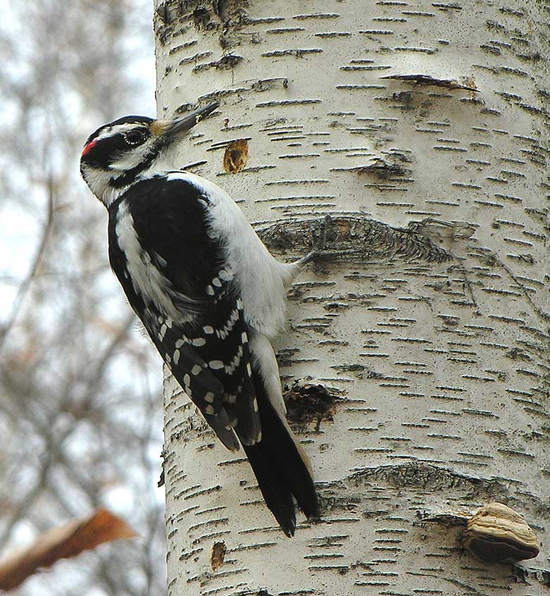 Hairy Woodpecker