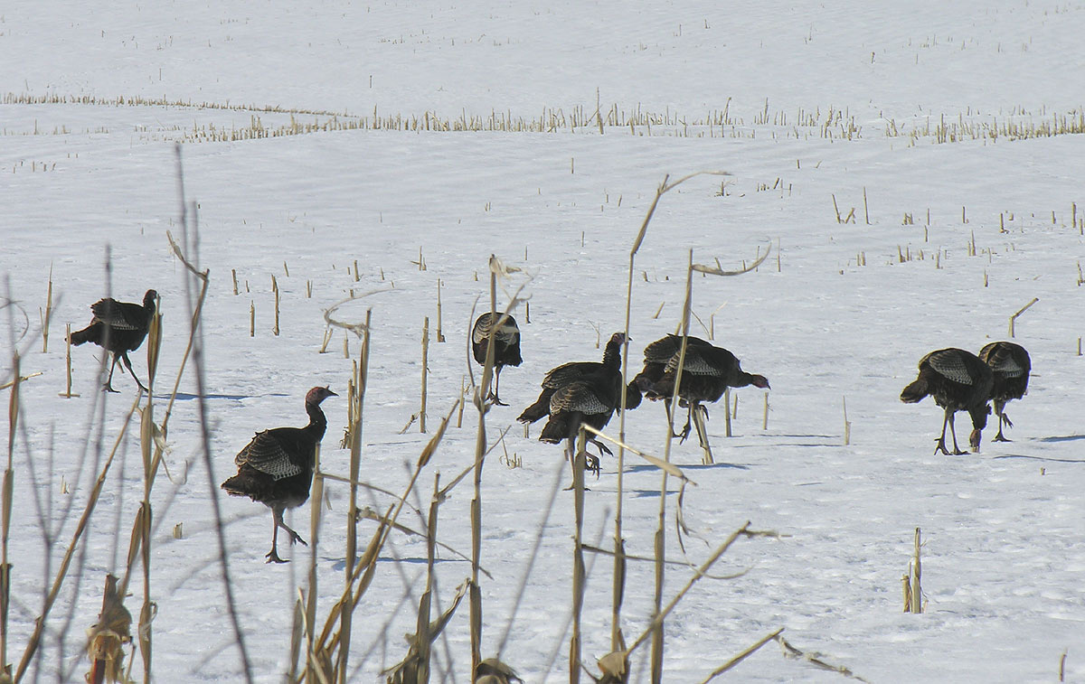 Wild Turkeys (Meleagris gallopavo) in cornfield - view 2