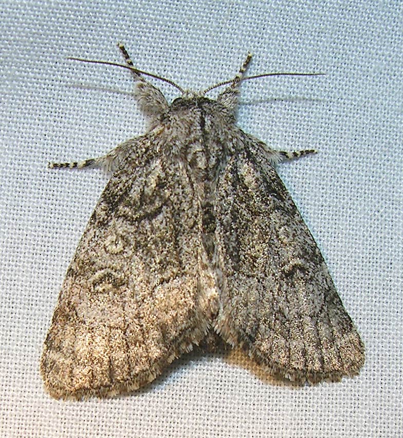 moth-29-05-2008-2.jpg