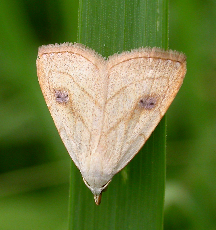 Rivula propinqualis - 8404 --Spotted Grass Moth
