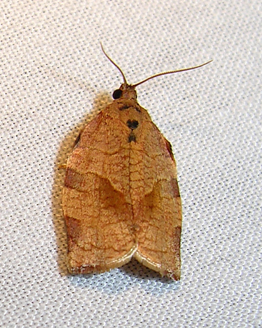 moth-15-06-2008-2.jpg