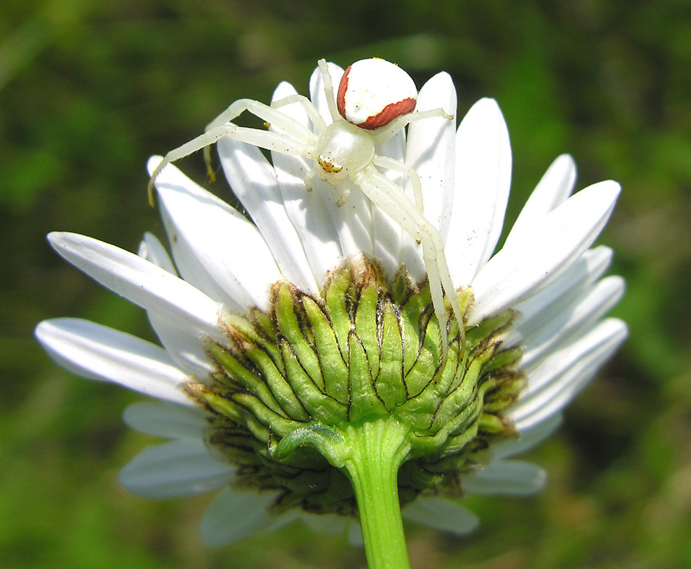 Misumena vatia on a daisy