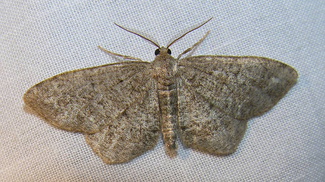 moth-21-06-2008-6.jpg