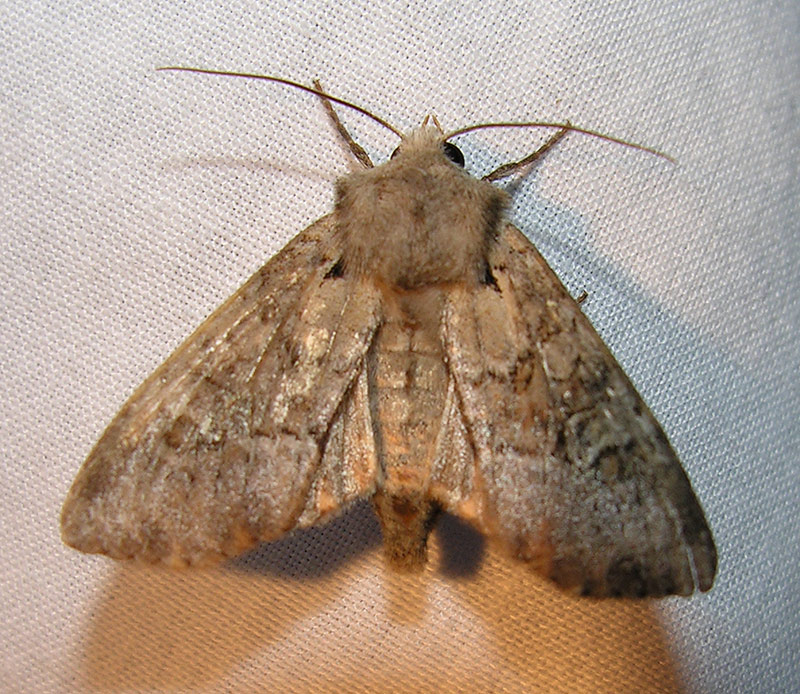moth-21-06-2008-22.jpg