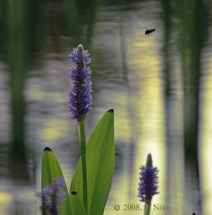 Water-Flora-B