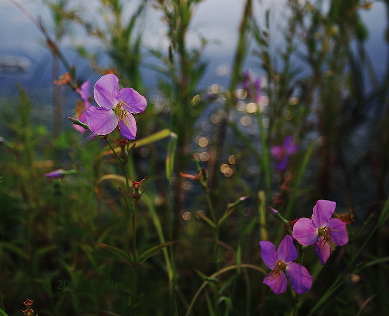 Waterside Wildflowers 2