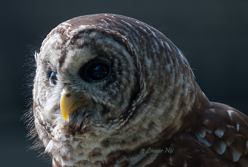 Barred Owl