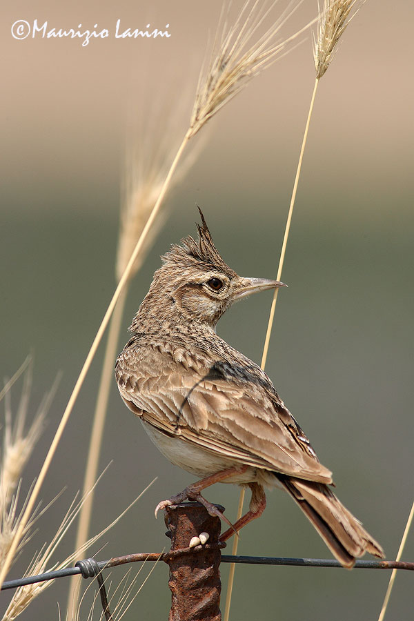 Crested lark