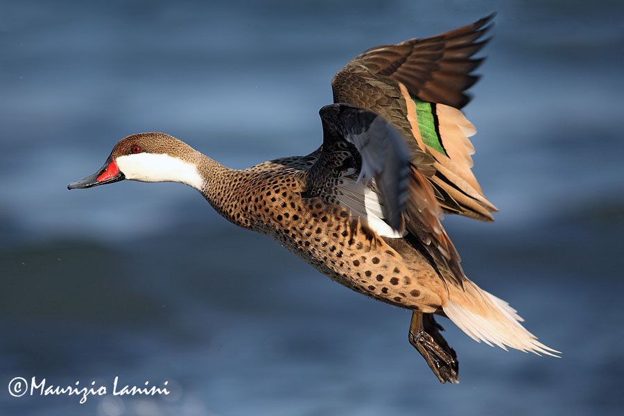 White-cheeked pintail