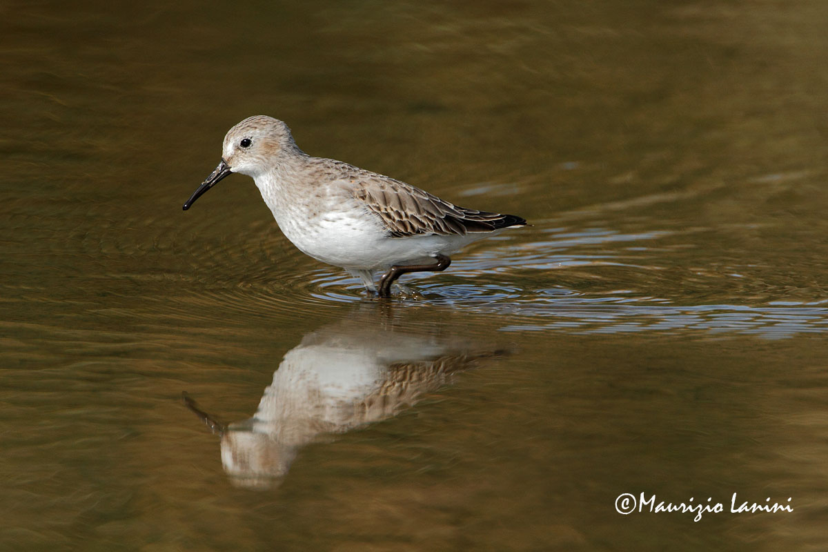 Piovanello pancianera , Dunlin