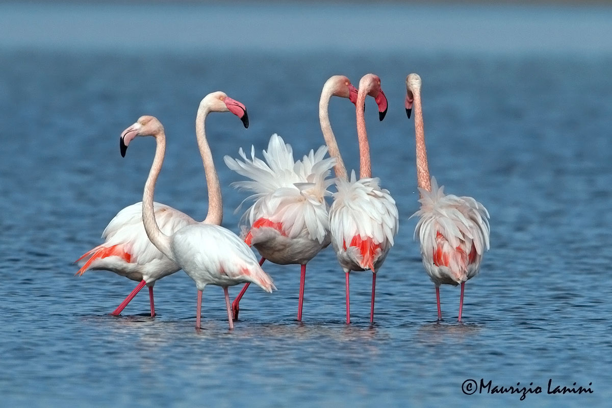 Fenicotteri , Greater flamingos