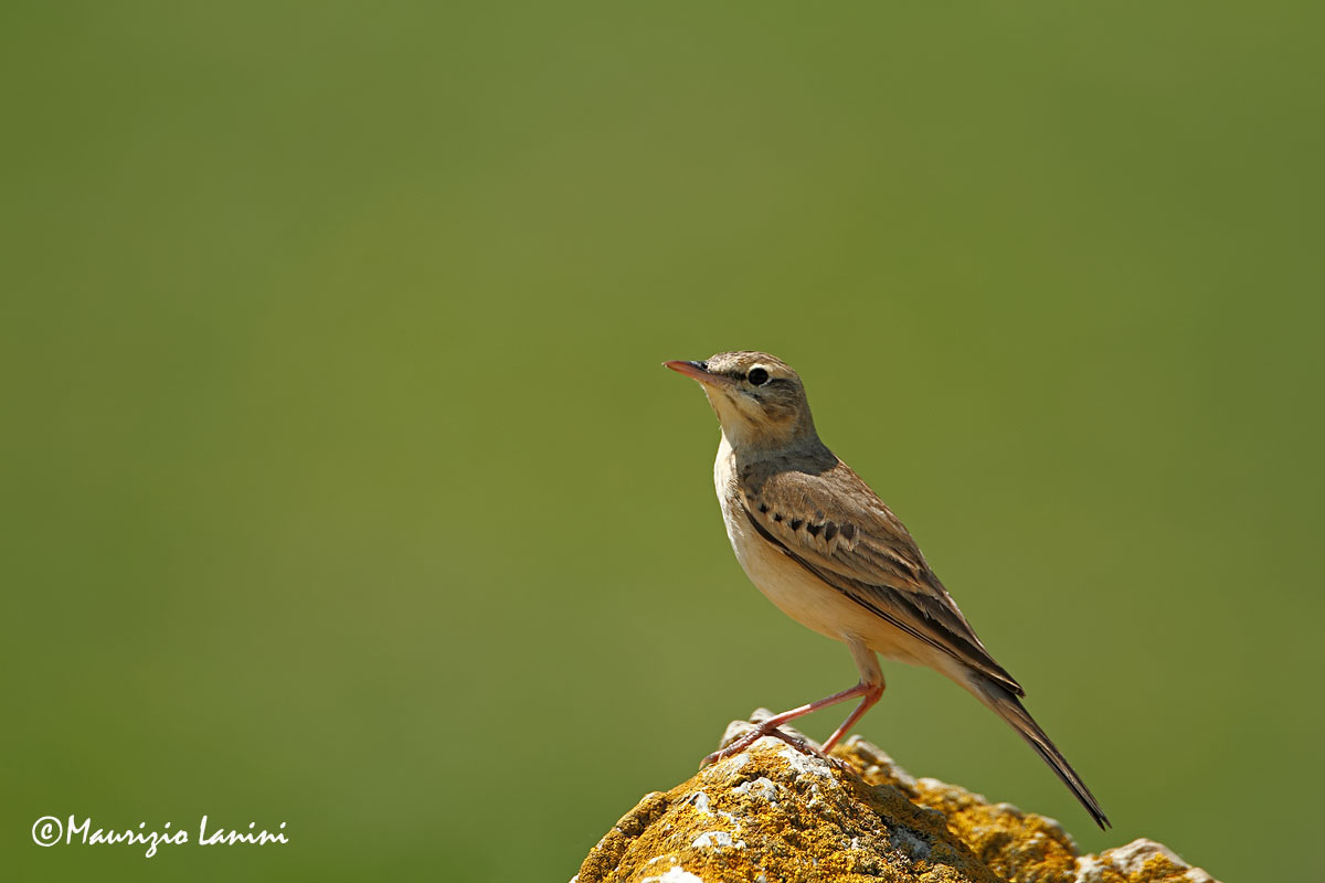 Calandro , Tawny pipit