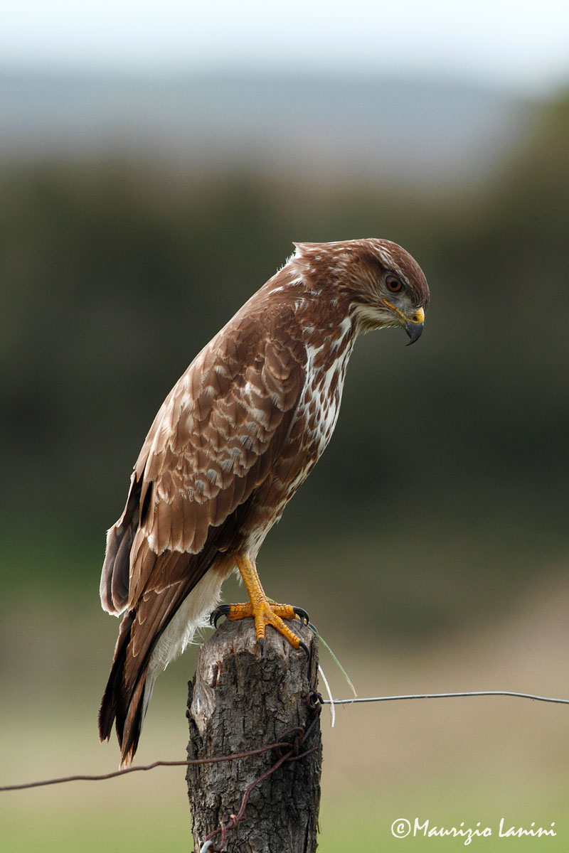 Poiana , Common buzzard