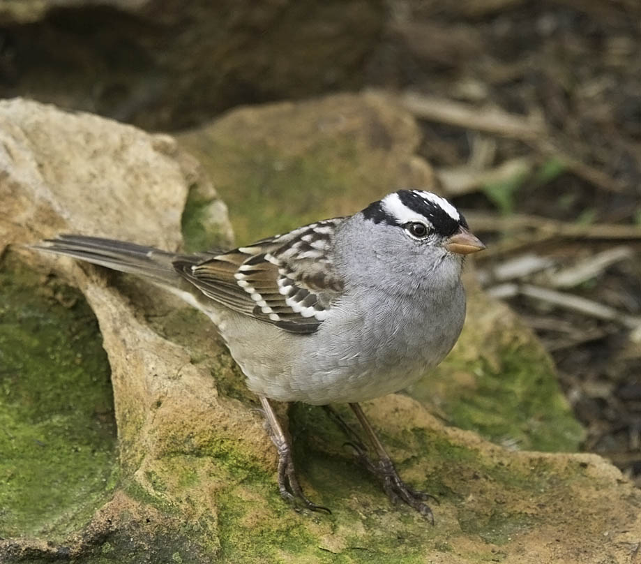 White-crowned Sparrow