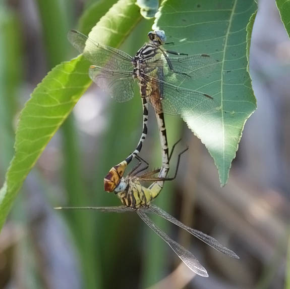 Flag-tailed Spinyleg