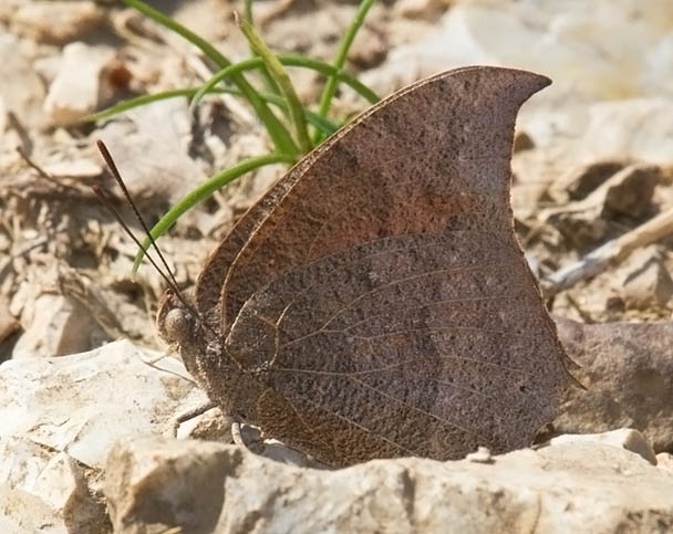 Goatweed Leafwing