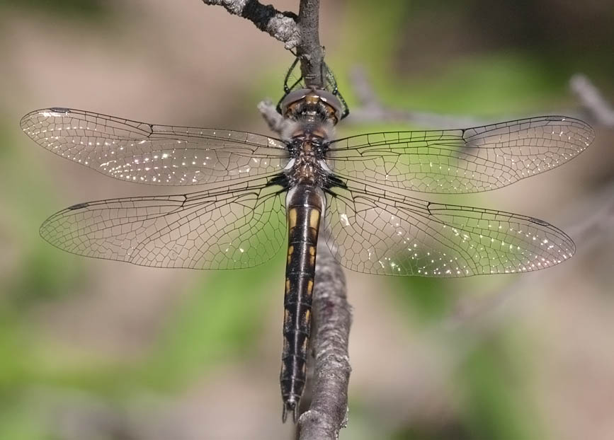 Common Baskettail