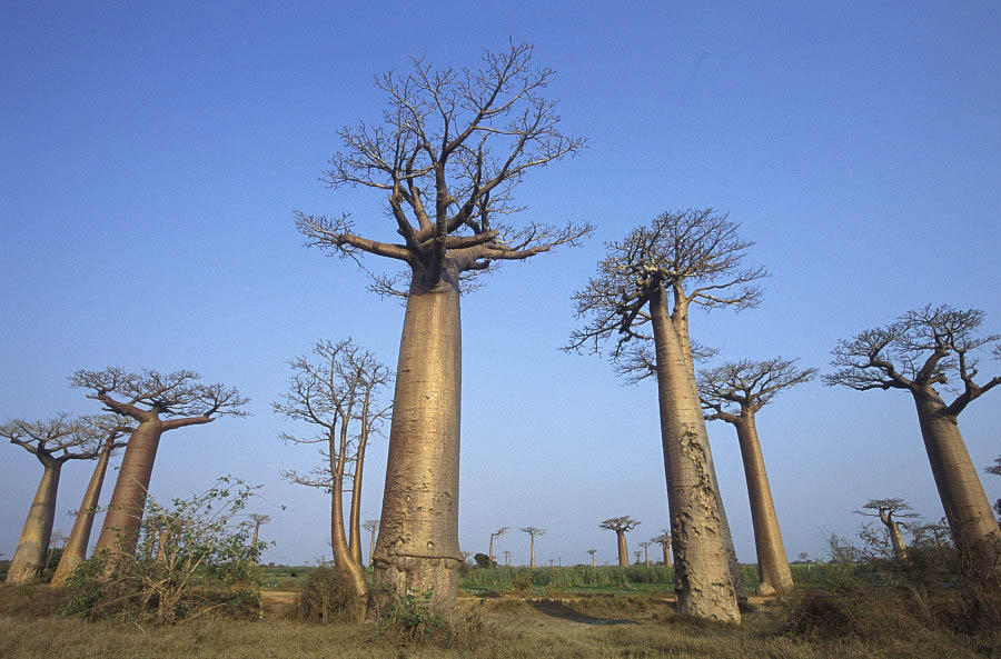 Baobabs Avenue