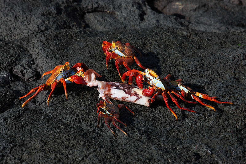Crabs meal; Punta Espinosa, Fernandina Island