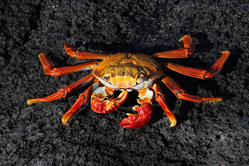 Sally lightfoot crab, Punta Espinosa, Fernandina Island