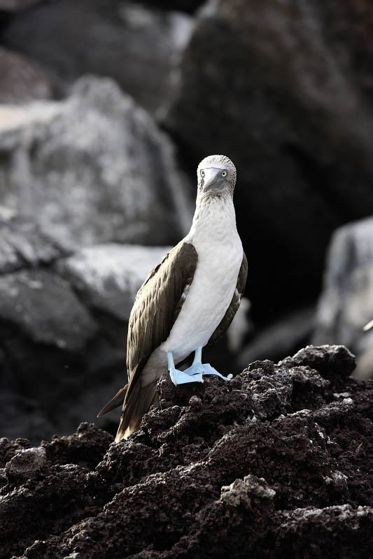 Blue-footed booby, Rabida Island