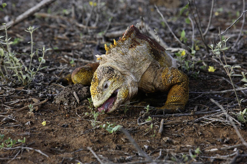 Land Iguana, Santa Cruz Island