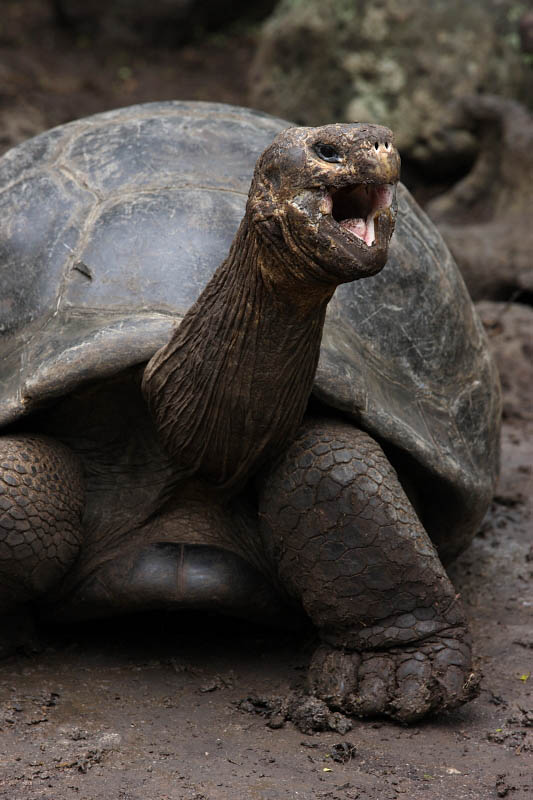 Giant Tortoise, Floreana Island