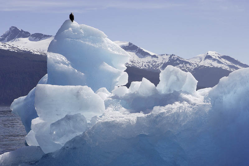 Tracy Arm Fjord, iceberg and eagle