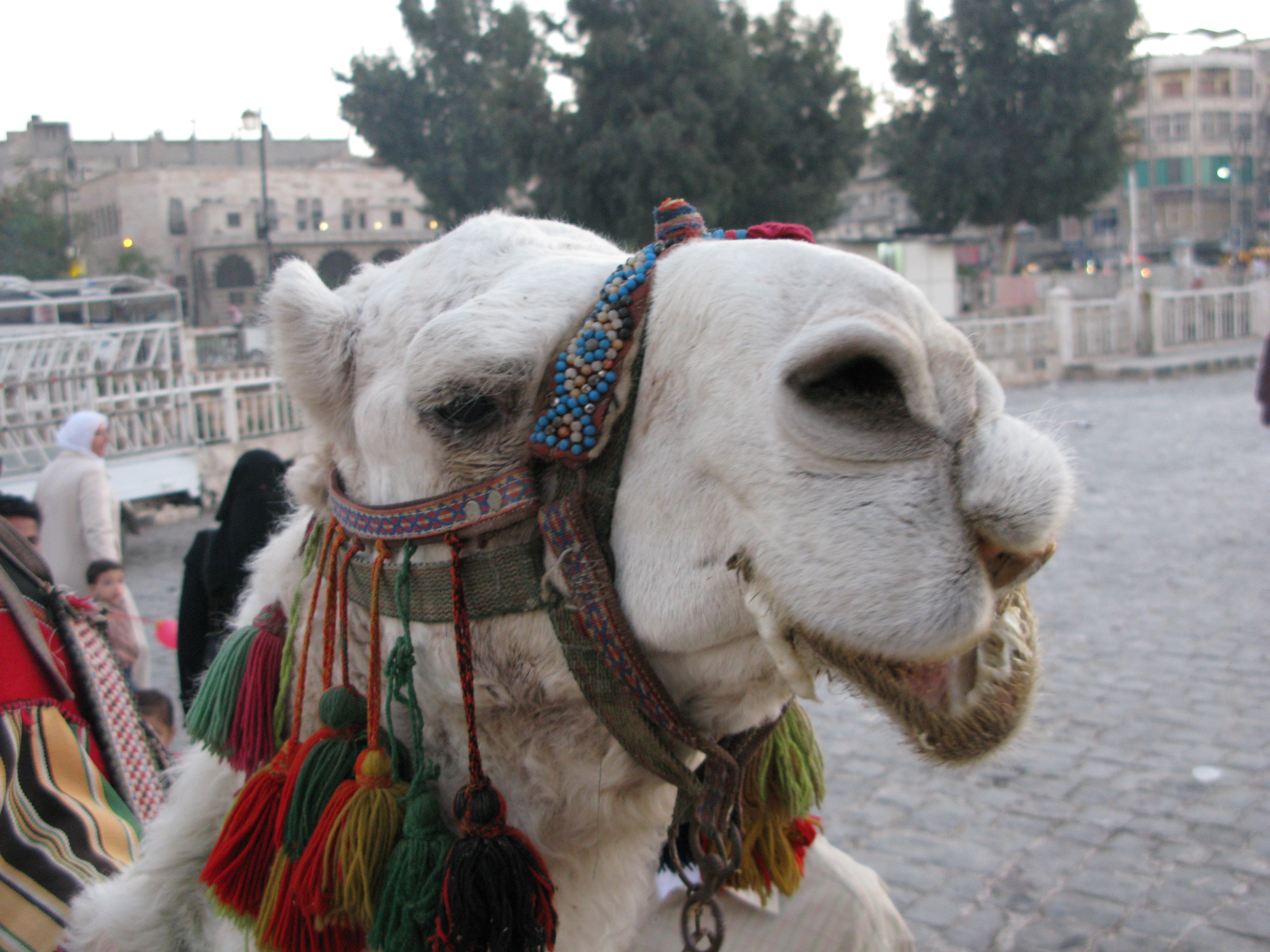 Camel face (Hama - Syria)