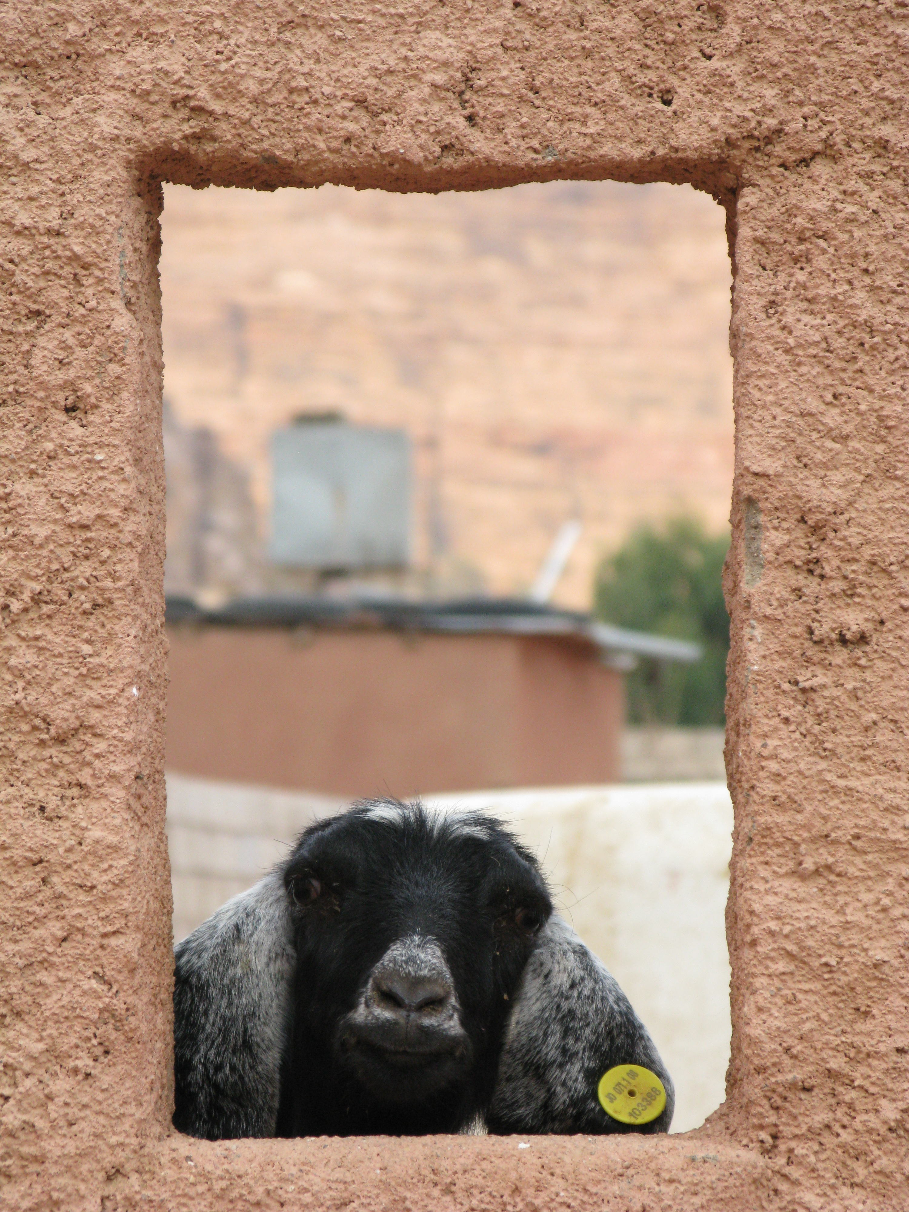 Evil Goats - Wadi Rum