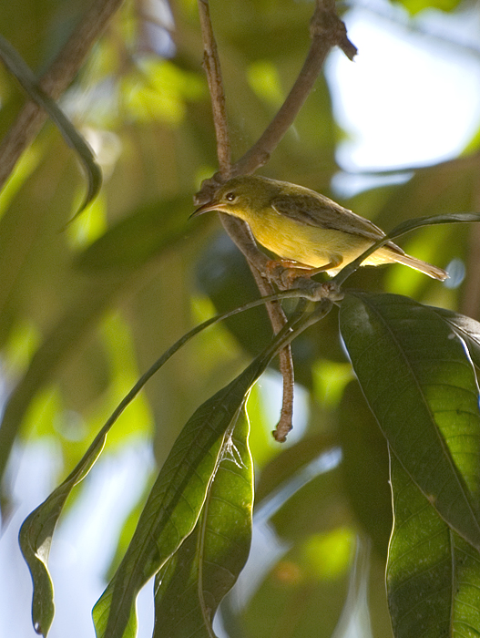 Sunbird ♀