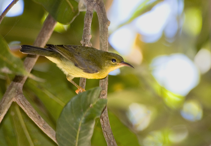 Sunbird ♀