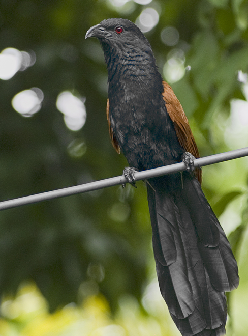 Greater Coucal - Chinese Spoorkoekoek