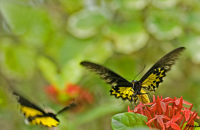 Common birdwing (Troides helena)