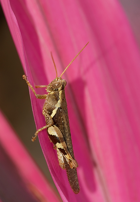 Grass hopper