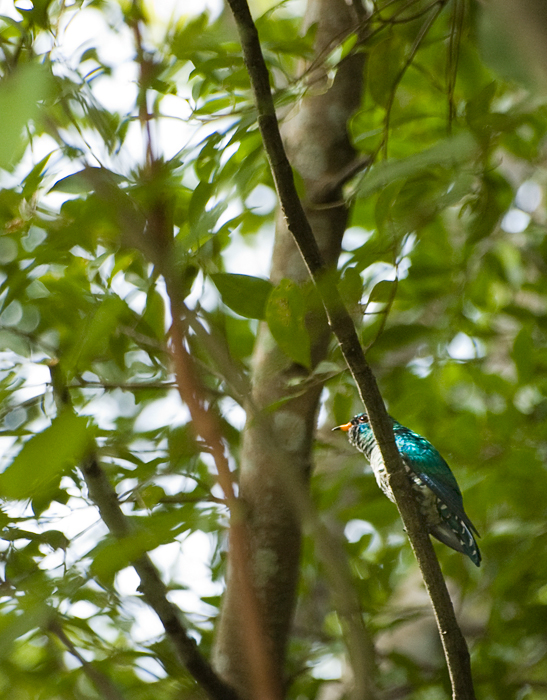 Asian emerald cuckoo