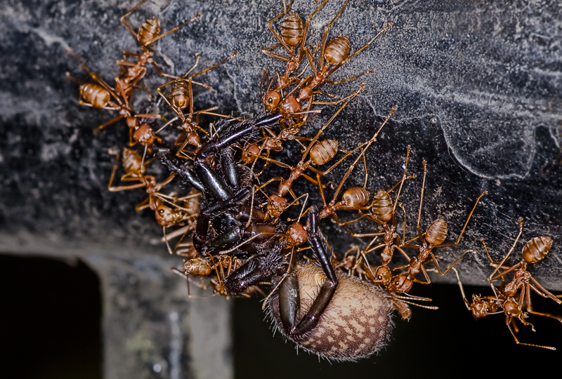 Red weaver ants with dinner