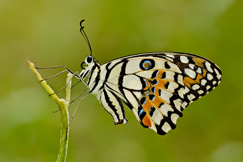 Common Lime Butterfly