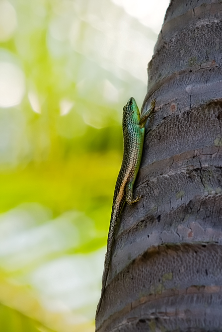 Emerald Tree Skink