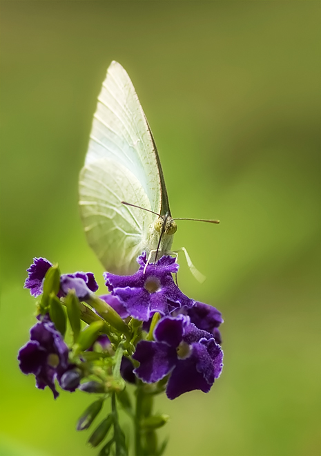 Lemon Emigrant