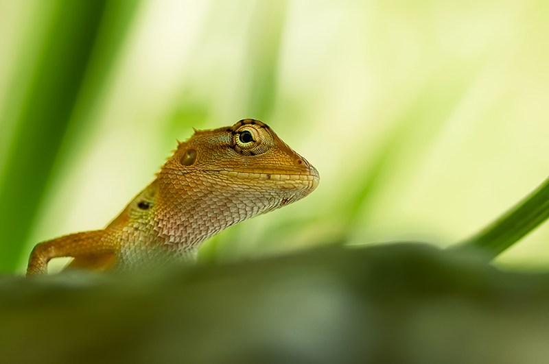 Garden fence lizard