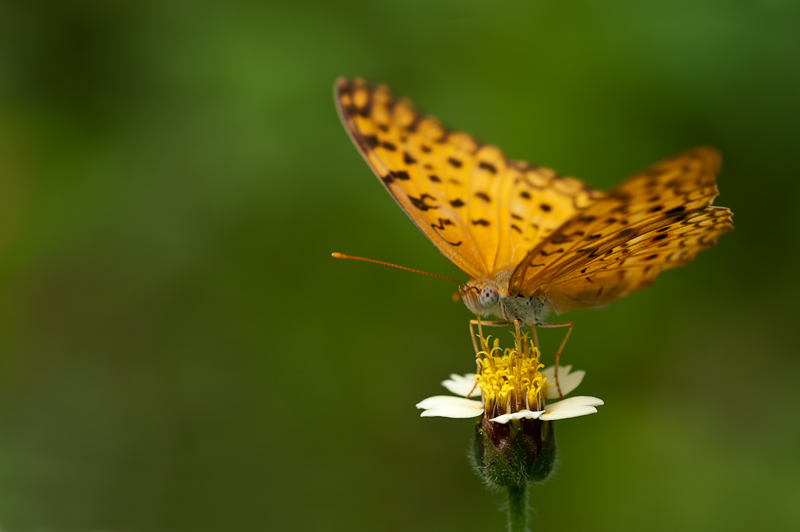 Common Leopard