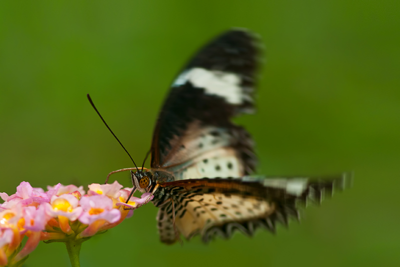 Leopard Lacewing ♀