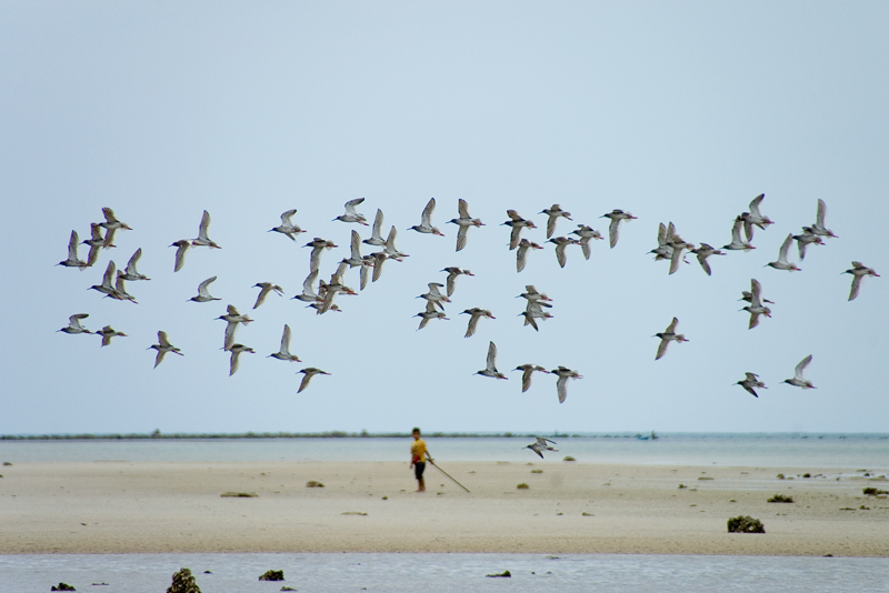 Common Redshank